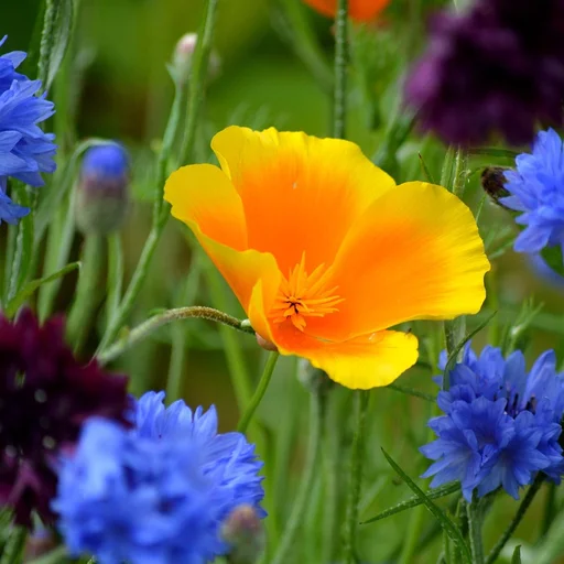 c7娱乐博彩牌照